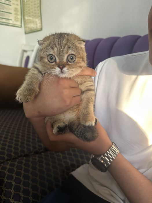 4 месячный Скотиш Фолд