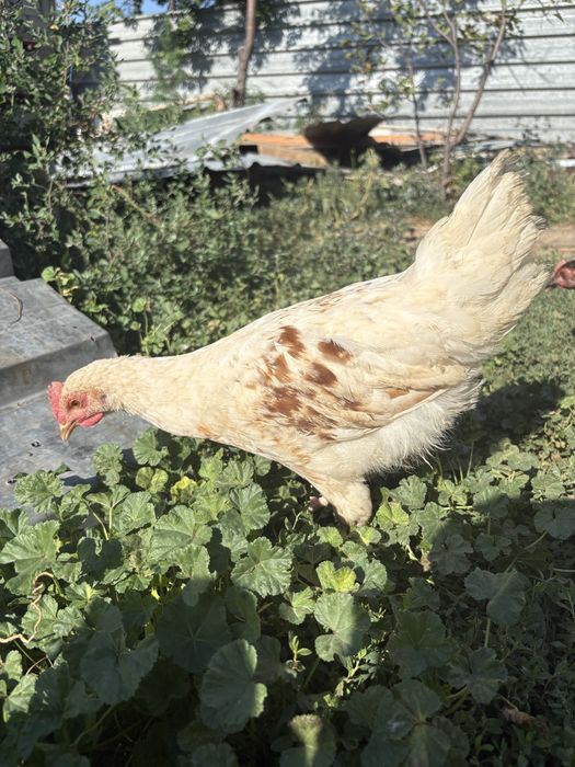 Продам 7 молодых цыплят