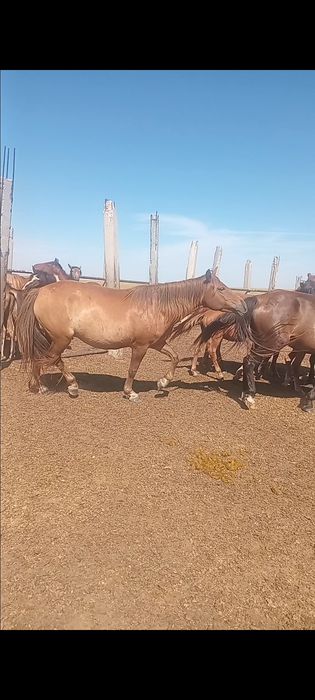 Продам 3  кобылы