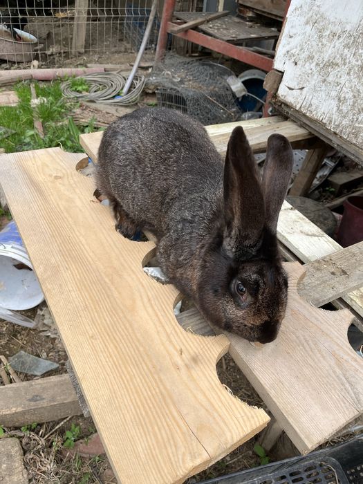 Vand mascul urias german