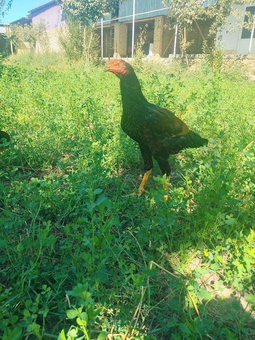 Dakan jo'ja sotiladi