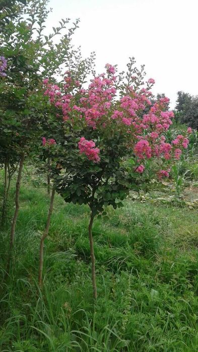 Индийский серен гуллари