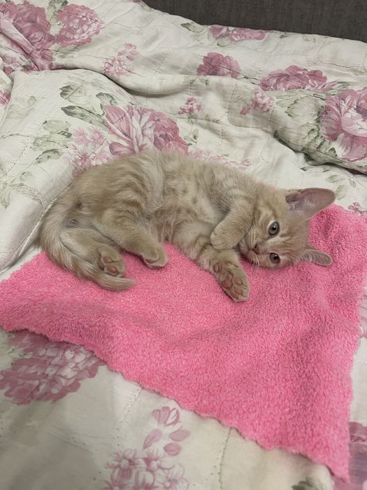 Котята породистые