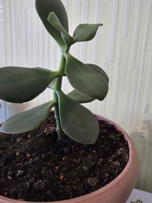 Толстянка денежное дерево