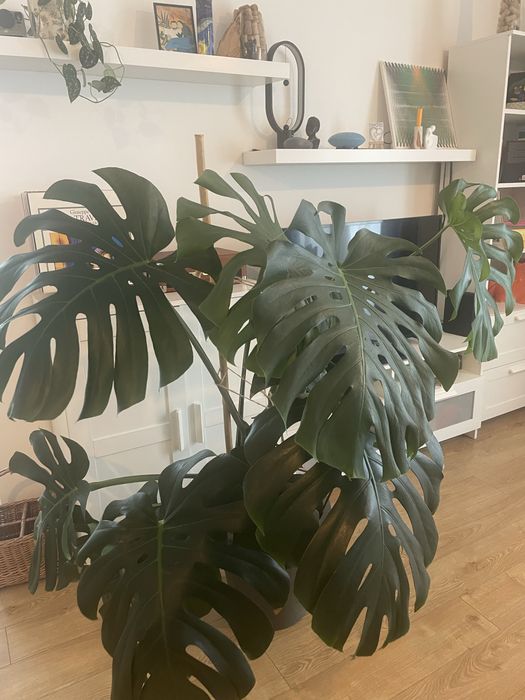 Monstera Deliciosa 1.40 planta de apartament