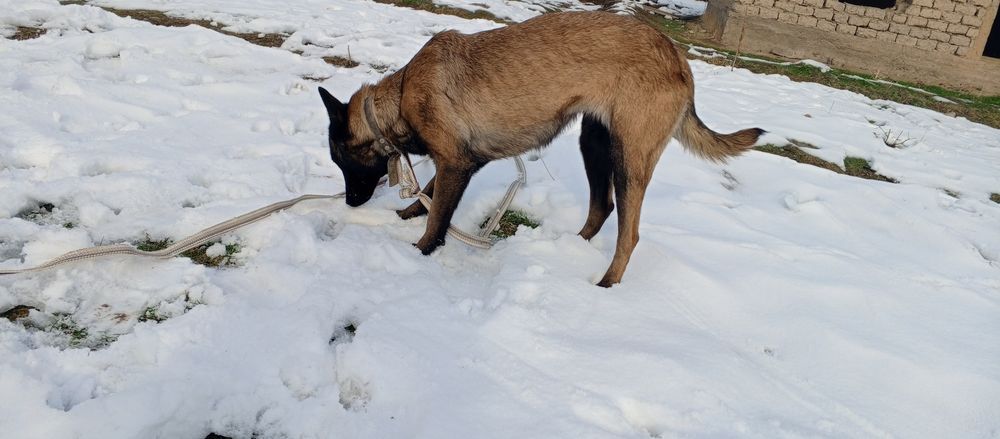 Malinua sotiladi urgʻochi