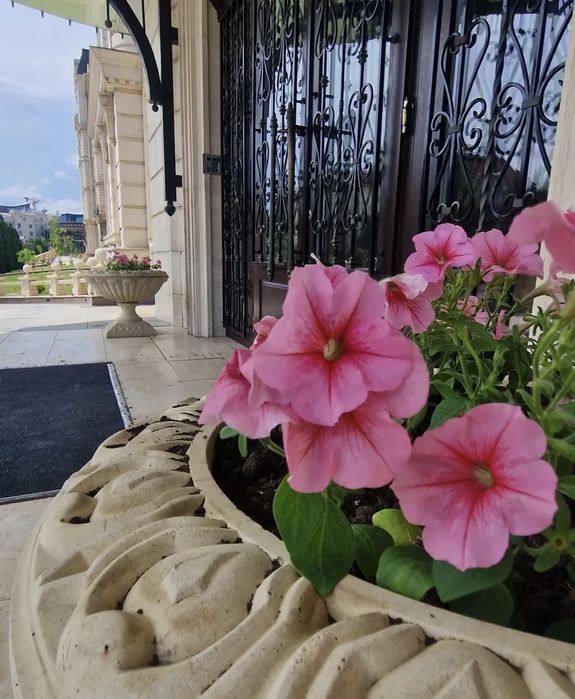 Деревья, цветы, газон