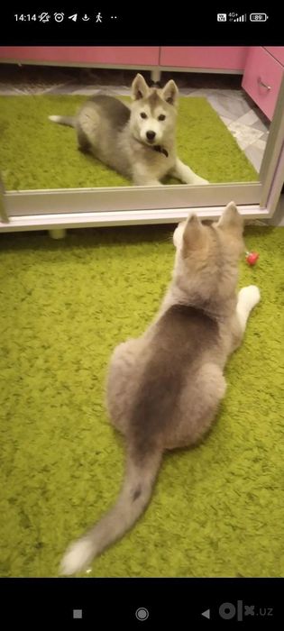 Xaski sotladi bolasi ulguring kam qoldi !