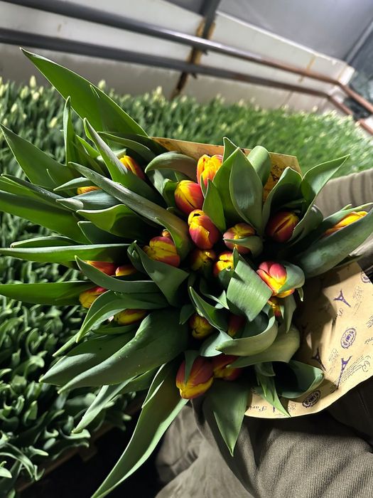 Тюльпаны к 8 марта и 14 февраля .