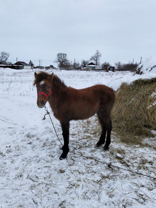 Жабағы Жеребенок