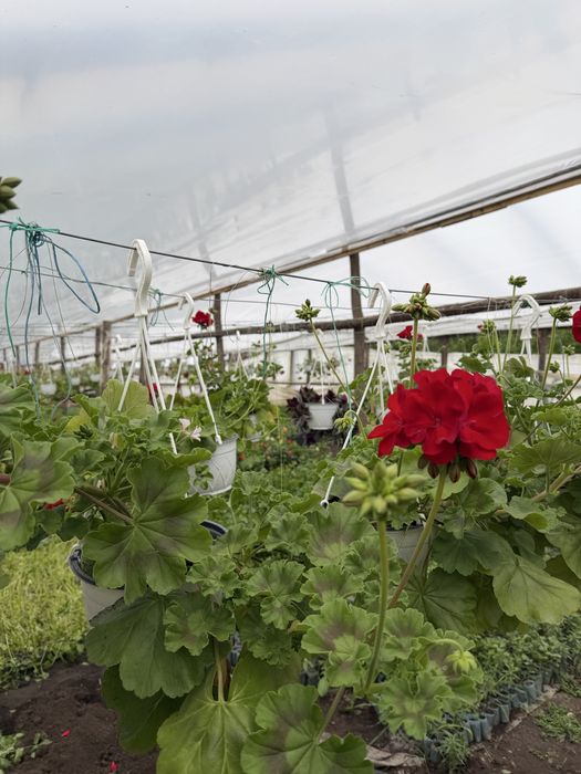 Muscate de vanzare en gros