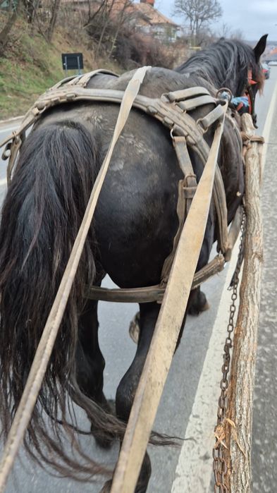 Manz de 2 ani invatat la ham