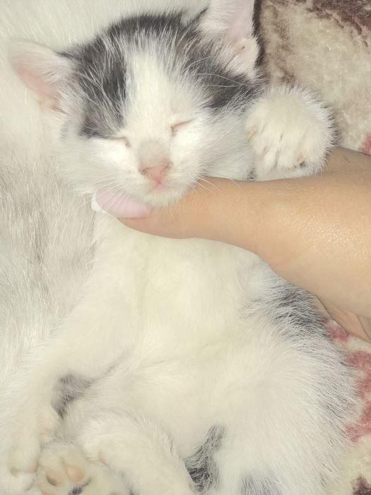 Отдам котенка бесп