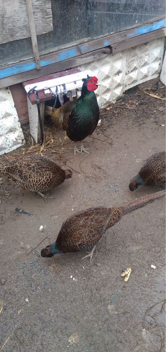 Фазаны взрослые