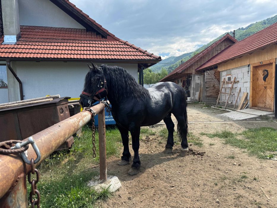 Armăsar de vanzare