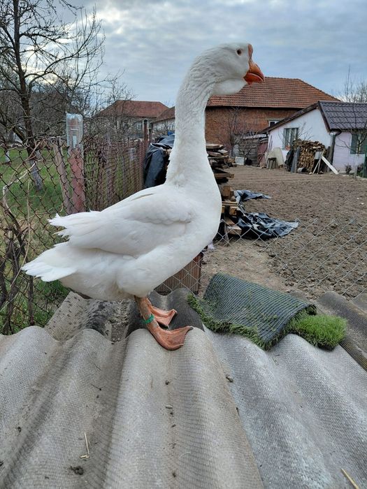 Vând un gâscan holmogor original