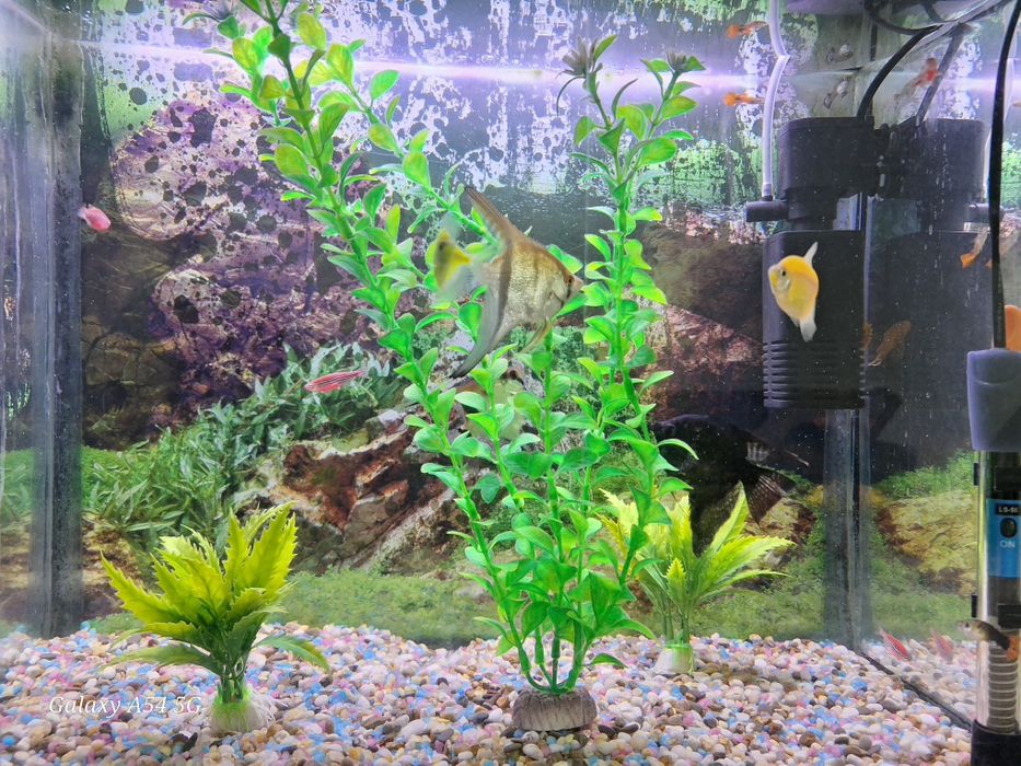 Аквариум 250 л и 50 л