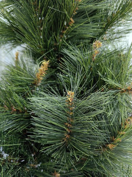 Коледна елха с украса