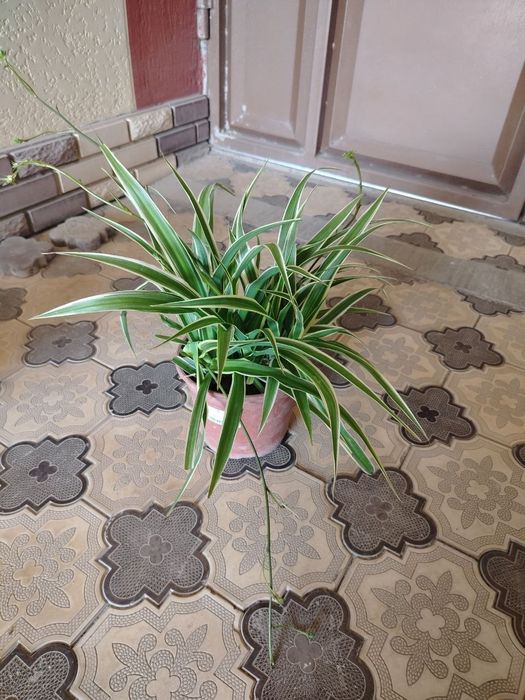 Хонаки гуллар, Комнатные цветы, Ташкент