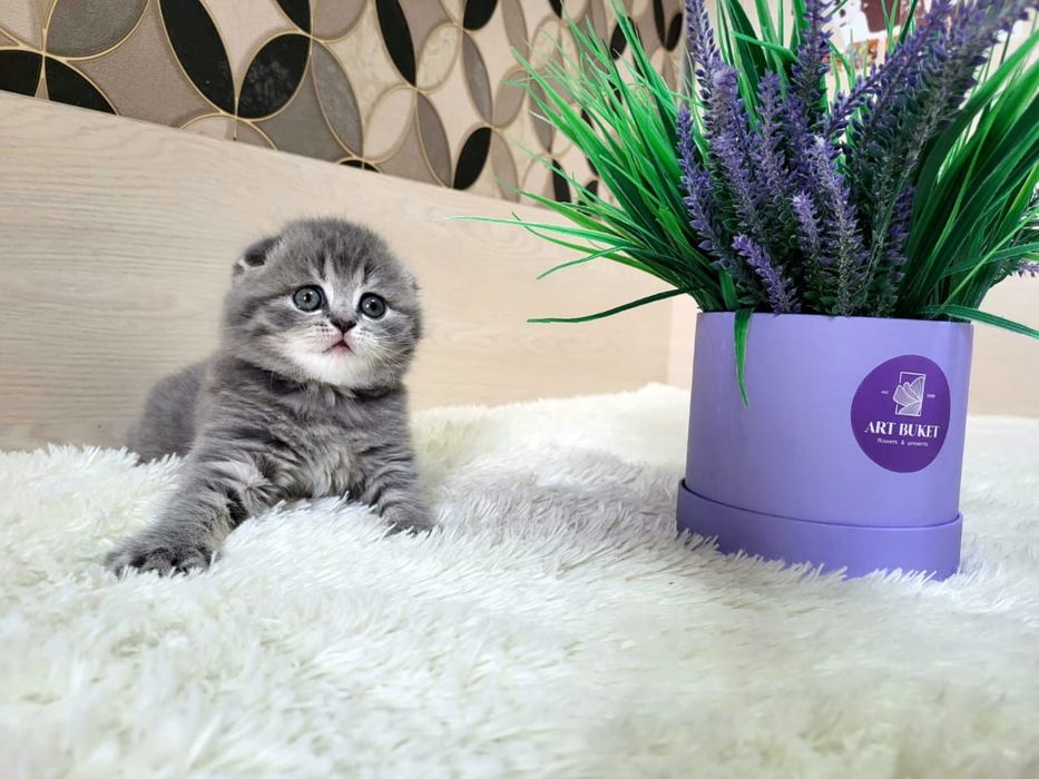 Скоттиш Фолдики и Страйты.