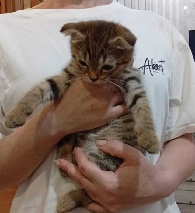 Котята , шотландских вислоухих