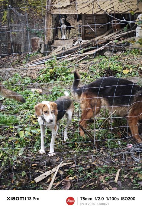 Ofer spre adopție Ciobanesc German cu pedigree
