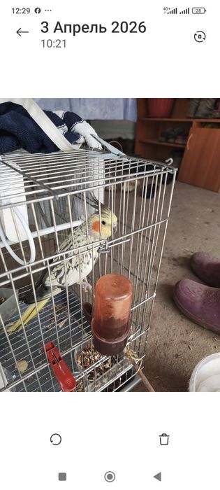 Попугай корелла самец