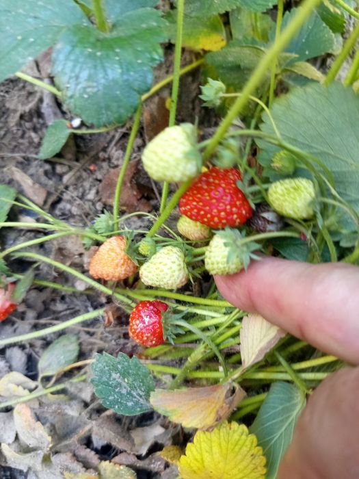 Продам рассаду клубники