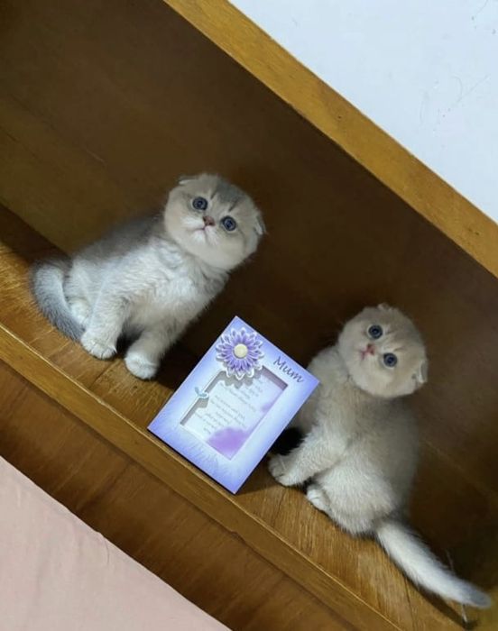 Шиншилла Вислоухие Шотландские