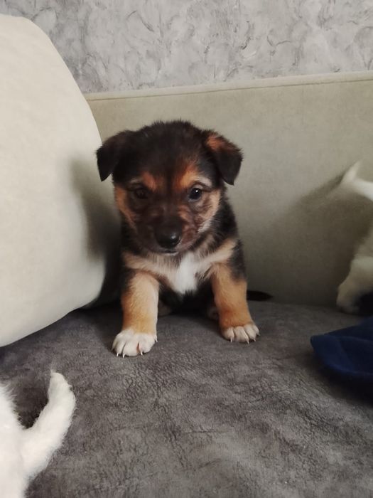 Щенятки Дворянины выбор большой