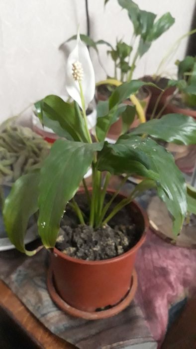 комнатные цветы.