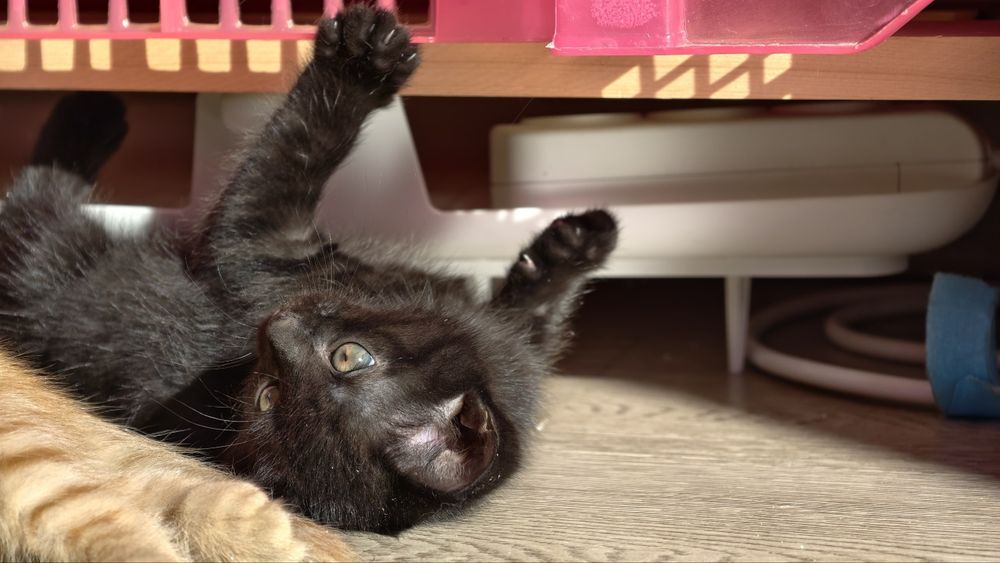 Счастливые котята