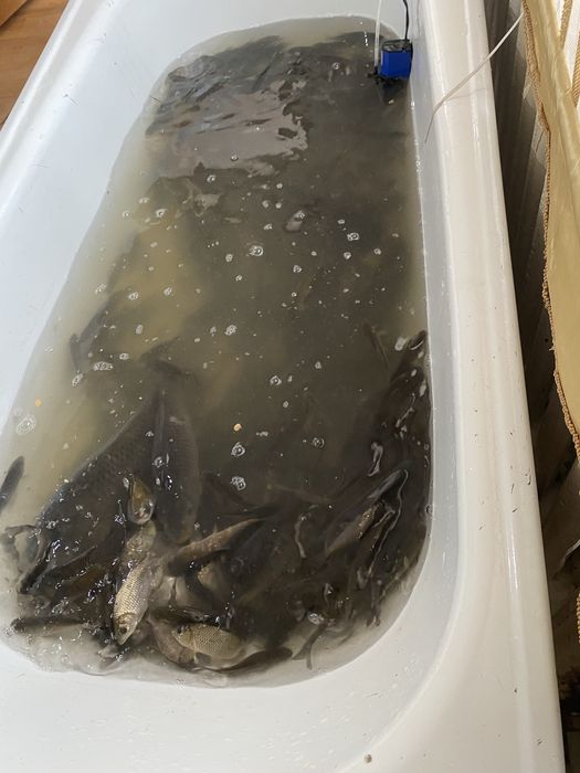 Живец балык бар колге салса болад