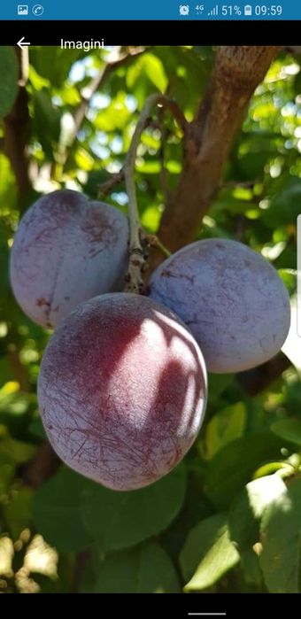 Pomi pitici gama SUPERB