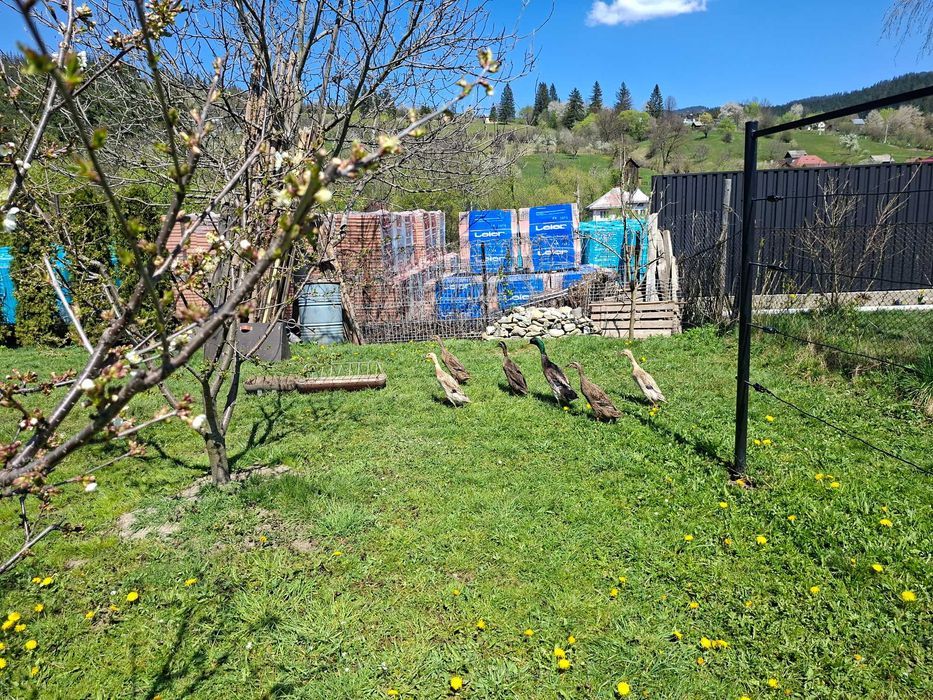 Vând ouă proaspete raţe indiene alergătoare. Familie de culoare sălbatic. Sanitarii grădinii, se hrănesc mai mult cu melci fără cochilie