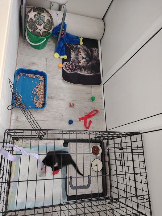 Пристраиваются девочка примерно 2 месяца