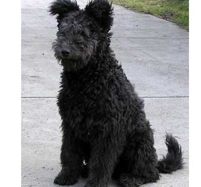 Pui rasa de Pumi de calitate