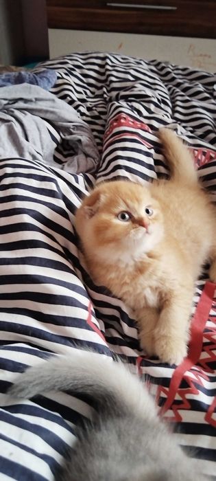 Разкошни златни клепоухи шотландчета