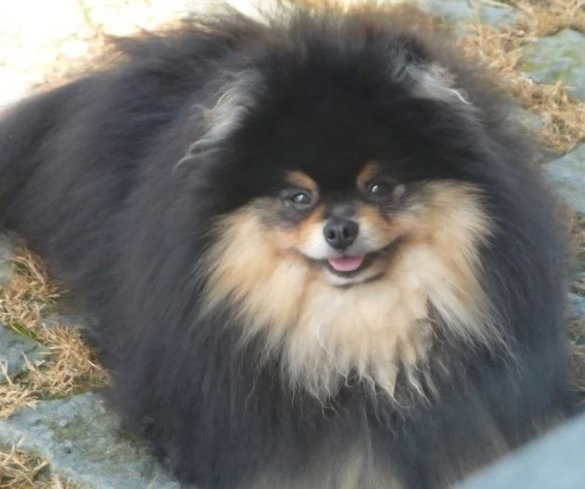 Померани пухови сладури