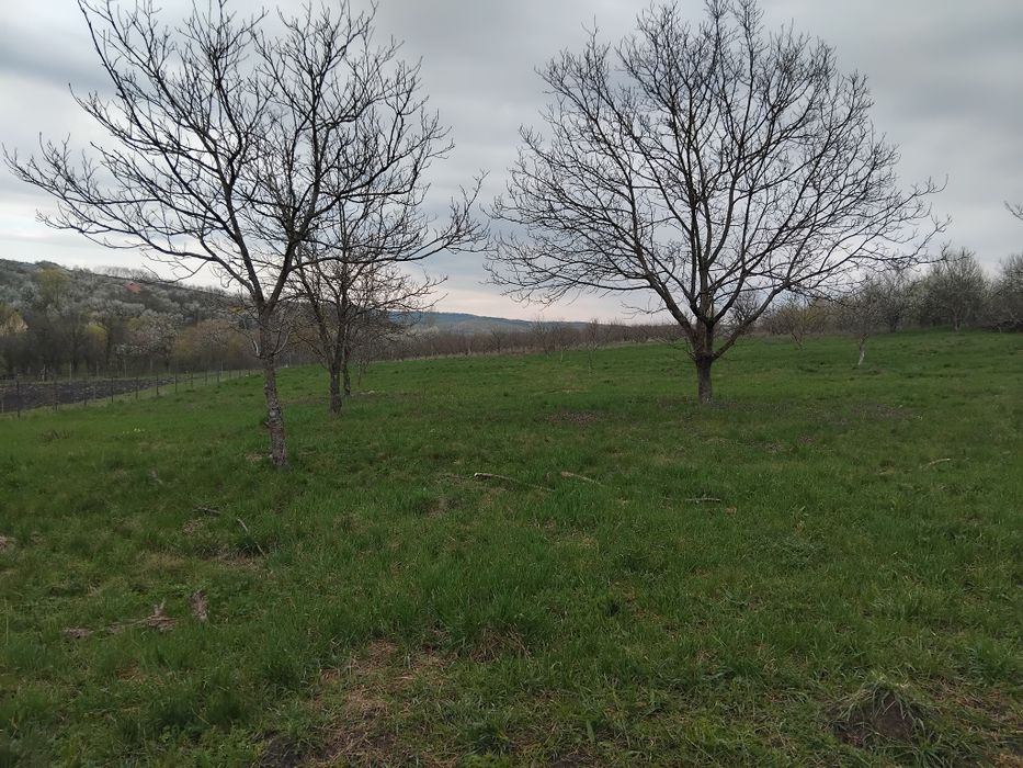 Teren intravilan Hereclean