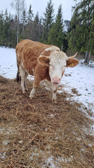 Junincă Bălțată Românească