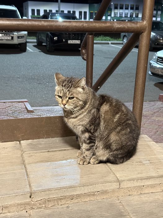 Кошка ищет  дом