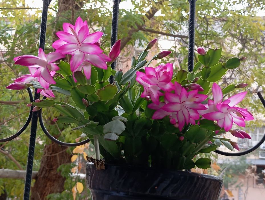 ШЛЮМБЕРГЕРА (разновидность декабриста)