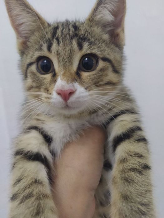 Котята ищут дом и любящих хозяев