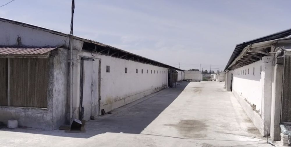 Срочно Продается Две Фермы Чирчик