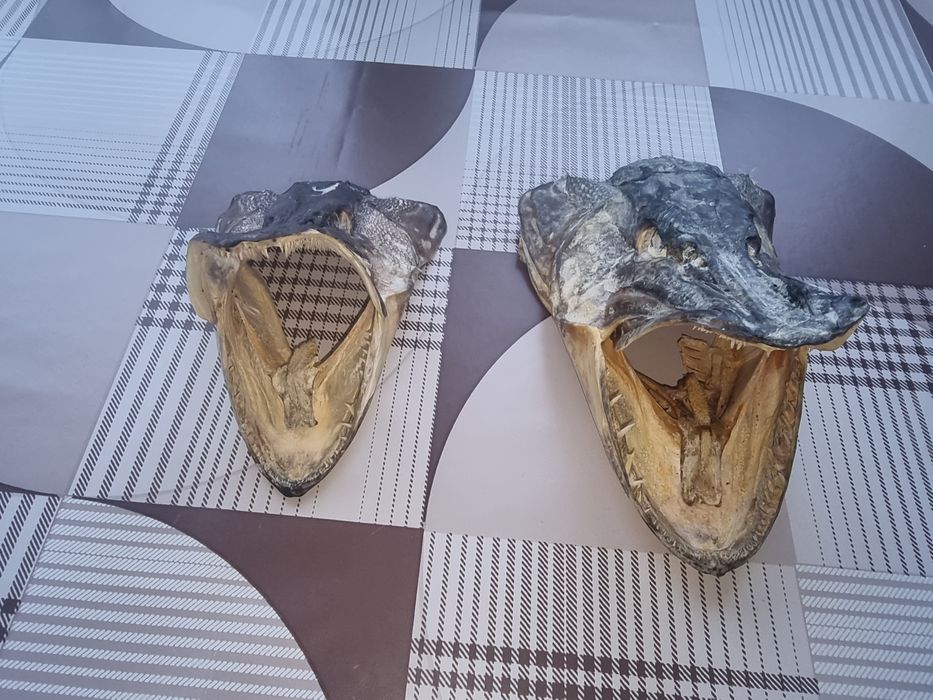 Две глави на щука