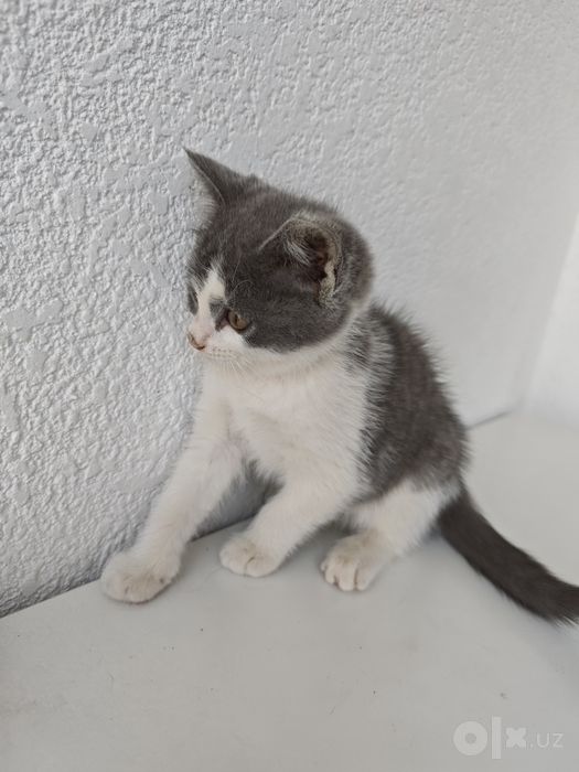 Пристраиваются котята