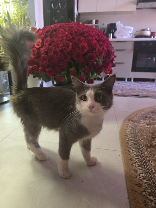 Отдам кота в хорошие руки