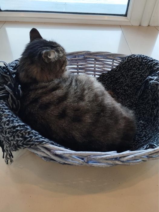 Внимание пропала кошка