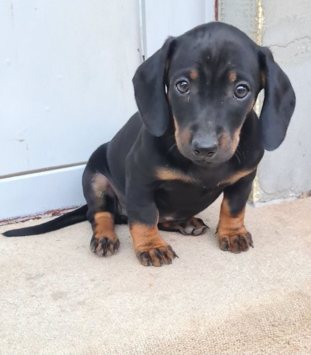 Catel teckel  dachshund